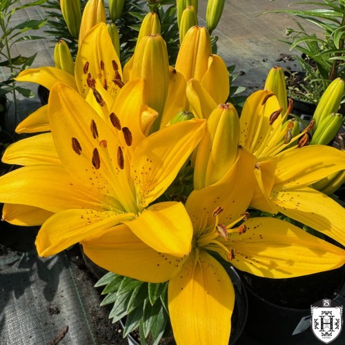 Lilium asiatic 'FantAsiatic Yellow' - Aasia liilia 'FantAsiatic Yellow' P11/0,75L